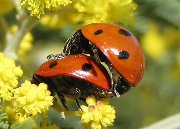 Presence and the Limits of Reproduction